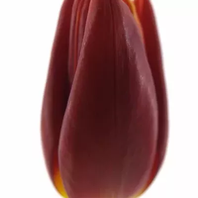 Tulipán  EN ABRA 