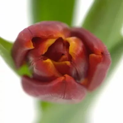 Tulipán  EN ABRA 