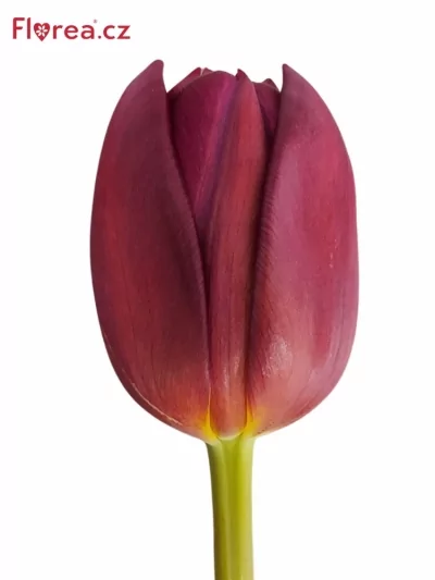 Tulipán DU ALISON BRADLEY