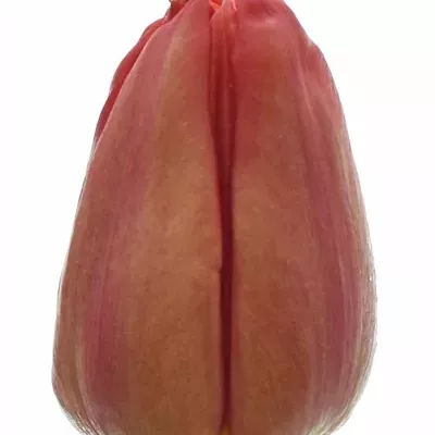 Tulipán DU BARBOLETA 38cm/30g