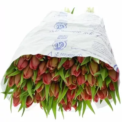 Tulipán DU BARBOLETA 38cm/30g