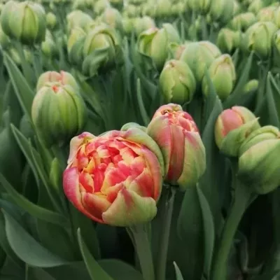 TULIPÁN DU CANNONBALL 