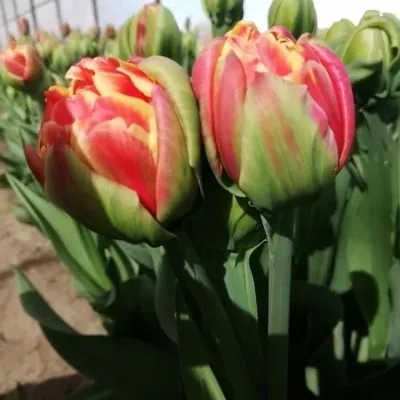 TULIPÁN DU CANNONBALL 