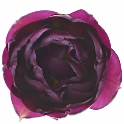 Tulipán DU CASSANDRA 40cm / 50g