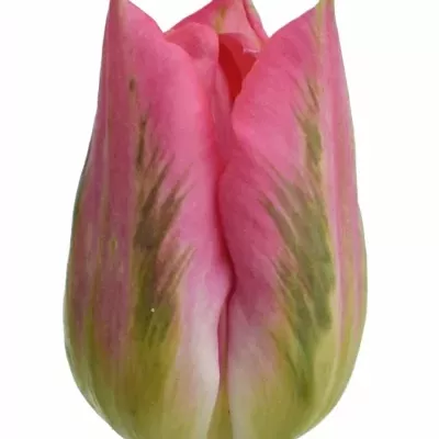 Tulipán DU DALADIER 40g