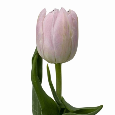 Tulipán DU FAIR PRICE 36 cm / 30 g