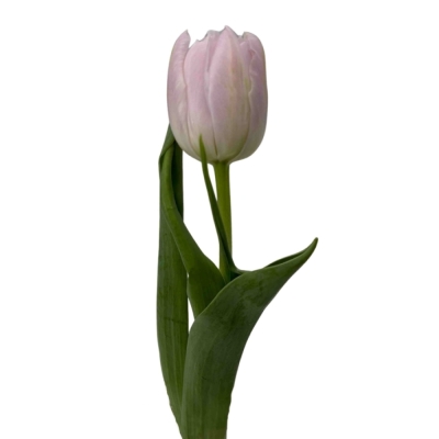 Tulipán DU FAIR PRICE 36 cm / 30 g