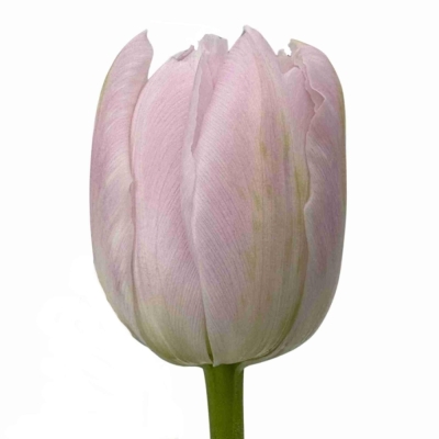 Tulipán DU FAIR PRICE 36 cm / 30 g