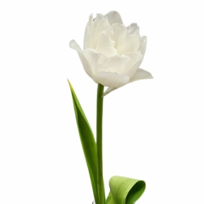 Tulipán DU GALILEO