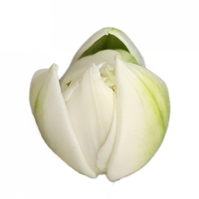 Tulipán DU GALILEO