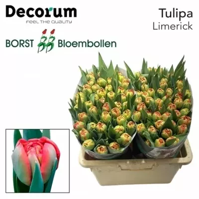 TULIPÁN DU LIMERICK