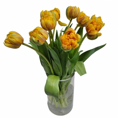 Tulipán DU MARGRIET DOUBLE