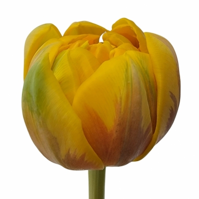 Tulipán DU MARGRIET DOUBLE