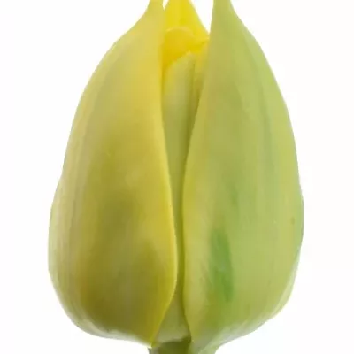 Tulipán DU NIKON