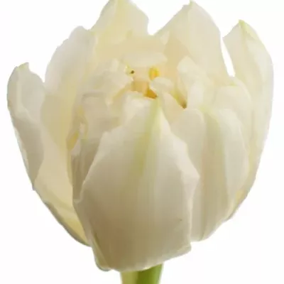 Tulipán DU NORTHCAP