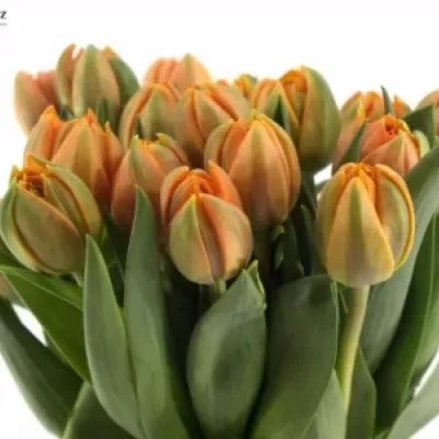 Tulipán DU ORANGE PRINCESS