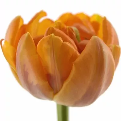 Tulipán DU ORANGE PRINCESS