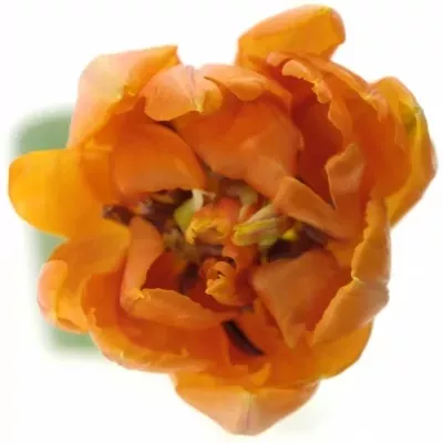 Tulipán DU ORANGE PRINCESS