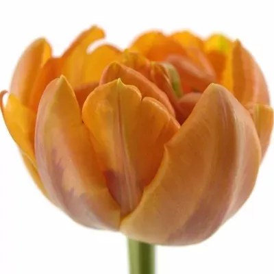 Tulipán DU ORANGE PRINCESS