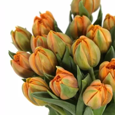 Tulipán DU ORANGE PRINCESS