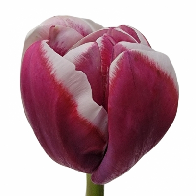 Tulipán DU PALERMO