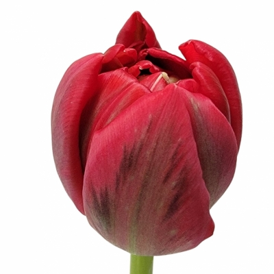 Tulipán DU PROMINENCE DOUBLE