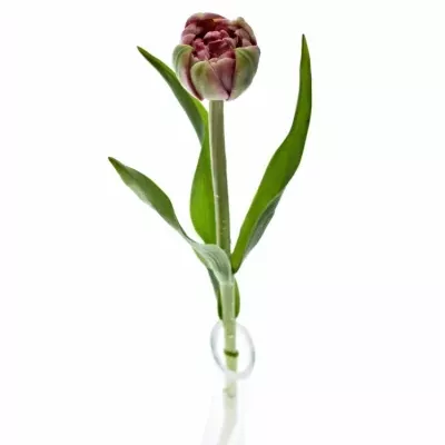 Tulipán DU WEDDING GIFT 38cm/42g