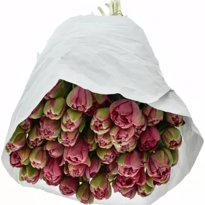 Tulipán DU WEDDING GIFT 38cm/42g