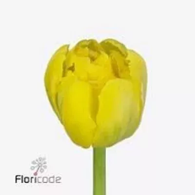 Tulipán DU YELLOW MARGARITA