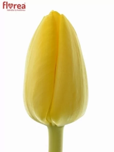 Tulipán EN AGRASS GOLD