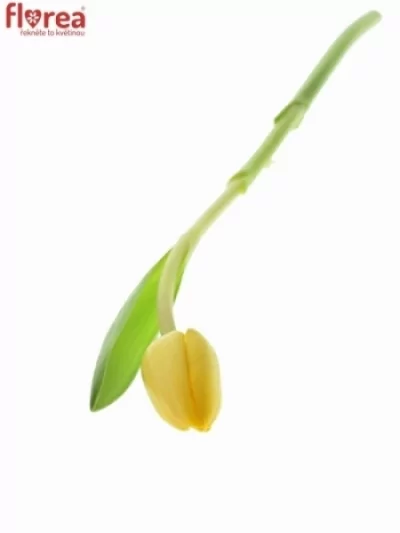 Tulipán EN AGRASS GOLD