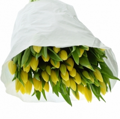 Tulipán EN ANTARCTICA SUN 40 cm / 40 g