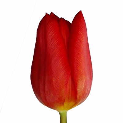 Tulipán EN BEN VAN ZANTEN