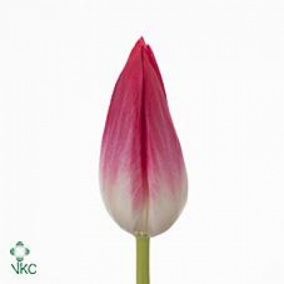 Tulipán EN BOLROYAL PINK