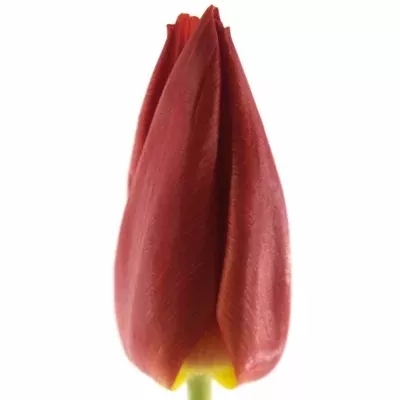 Tulipán EN CHEIROSA 