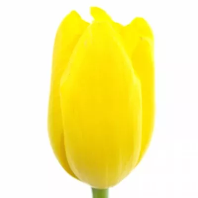 Tulipán EN CONCADOR 60cm/70g