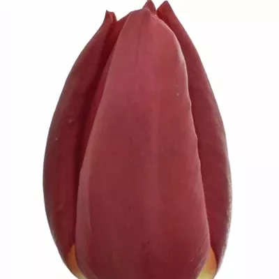 Tulipán EN CURRY 39cm/42g