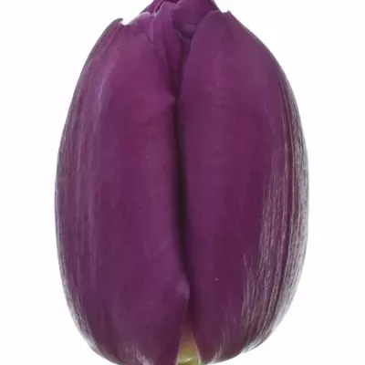 Tulipán EN DEA