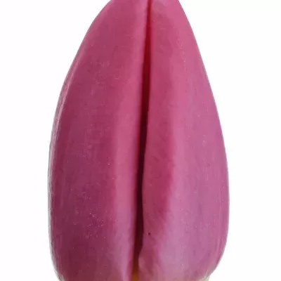 Tulipán EN EXPRESSION 30cm/30g