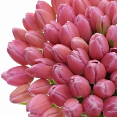 Tulipán EN JUMBO PINK