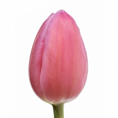 Tulipán EN JUMBO PINK