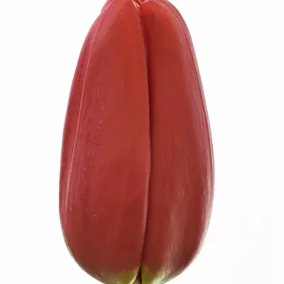 Tulipán EN MAN 34cm/30g