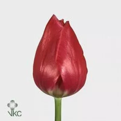 Tulipán EN MERRY CHRISTMAS