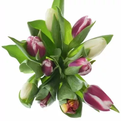 Tulipán EN MIX 33cm/25g