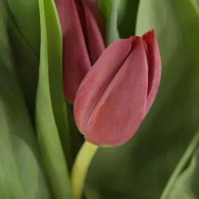 Tulipán EN PALLADA 