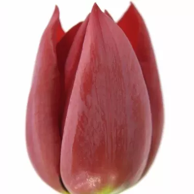 Tulipán EN PALLADA 