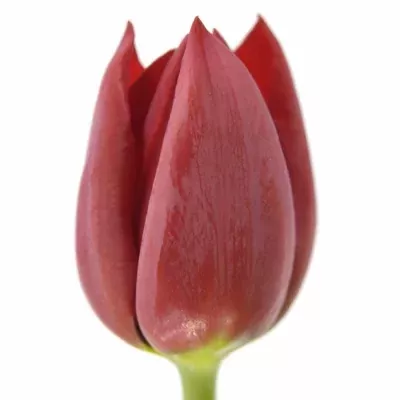 Tulipán EN PALLADA 