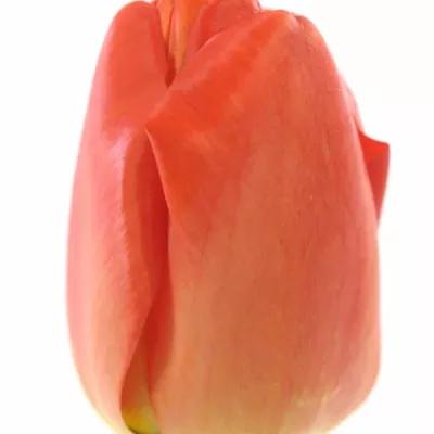 Tulipán EN PARADE Rood 26cm / 24g