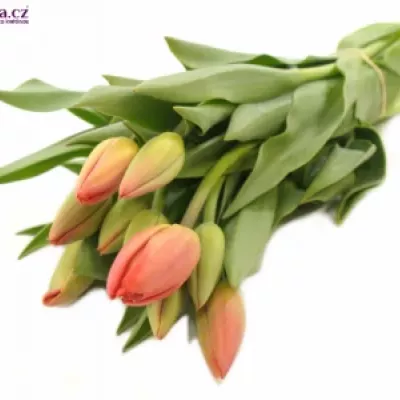 Tulipán EN PARADE Rood 26cm / 24g