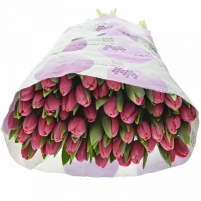 Tulipán EN PINK ARDOUR